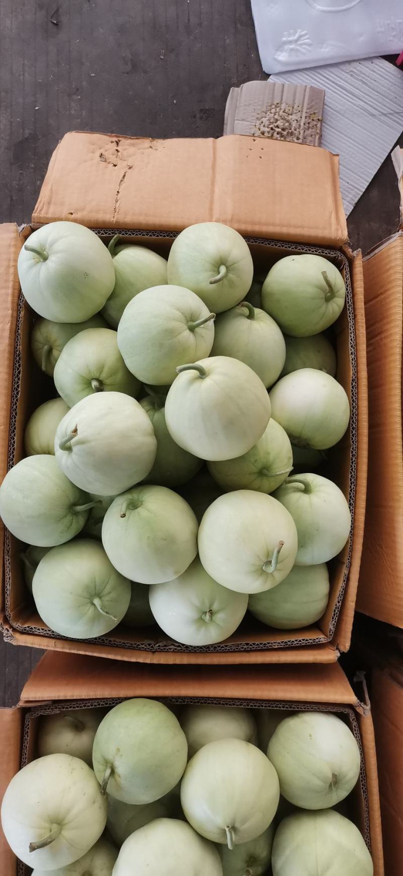 南宁横县广蜜一号珍珠瓜香瓜即将上市基地种植精品香瓜