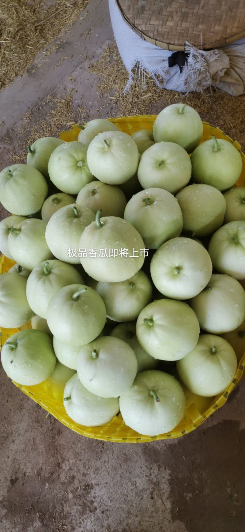南宁横县广蜜一号珍珠瓜香瓜即将上市基地种植精品香瓜