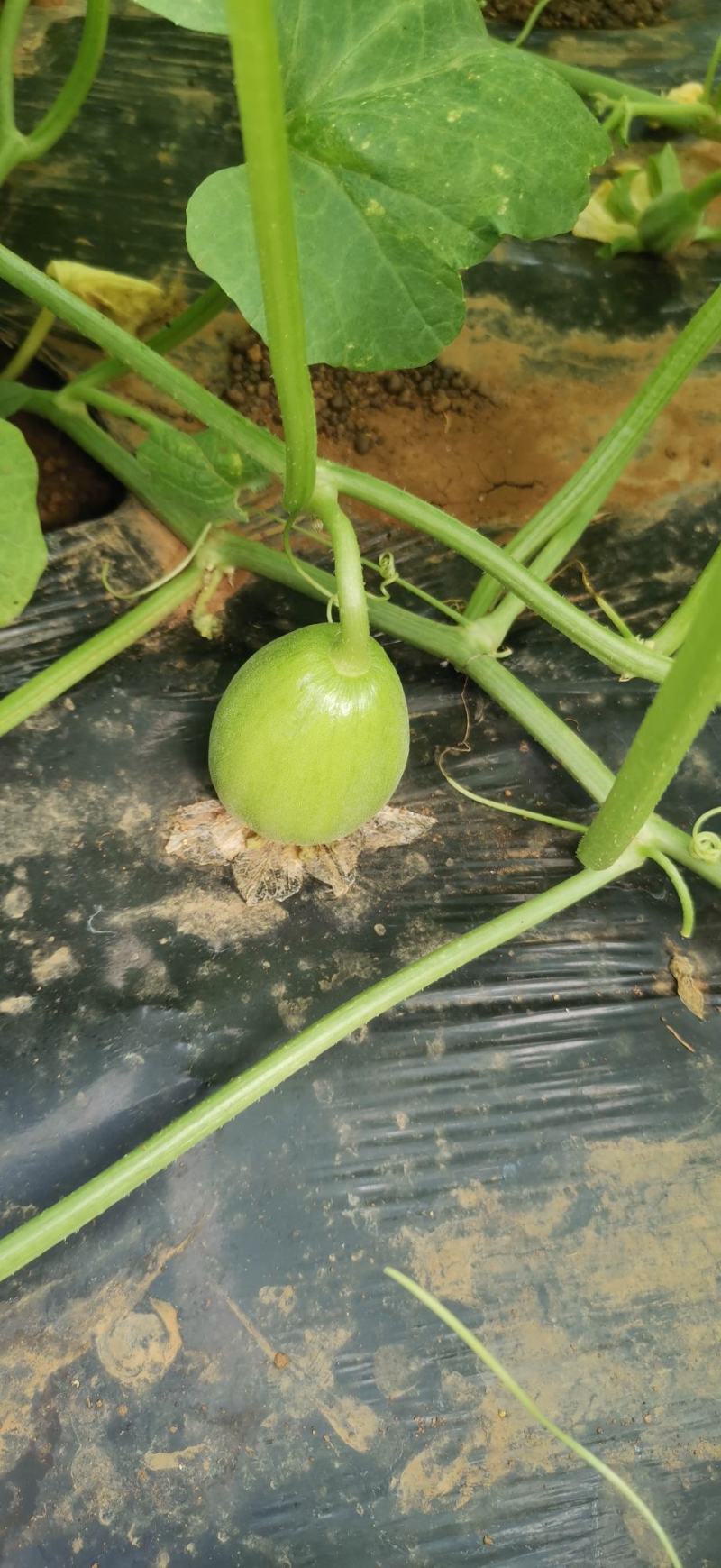 南宁横县广蜜一号珍珠瓜香瓜即将上市基地种植精品香瓜