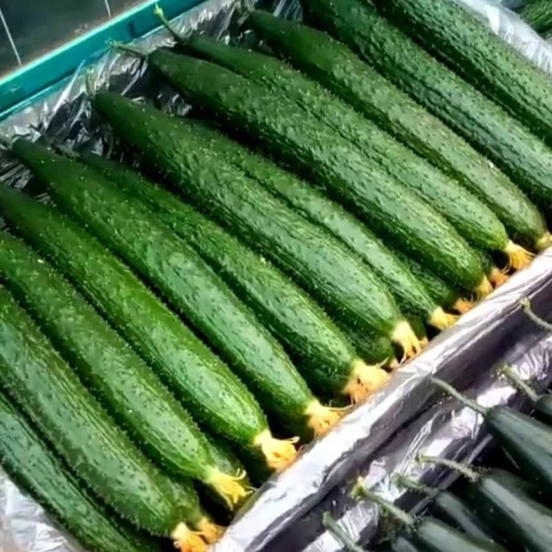 莘县魏庄大量长期供应新鲜黄瓜