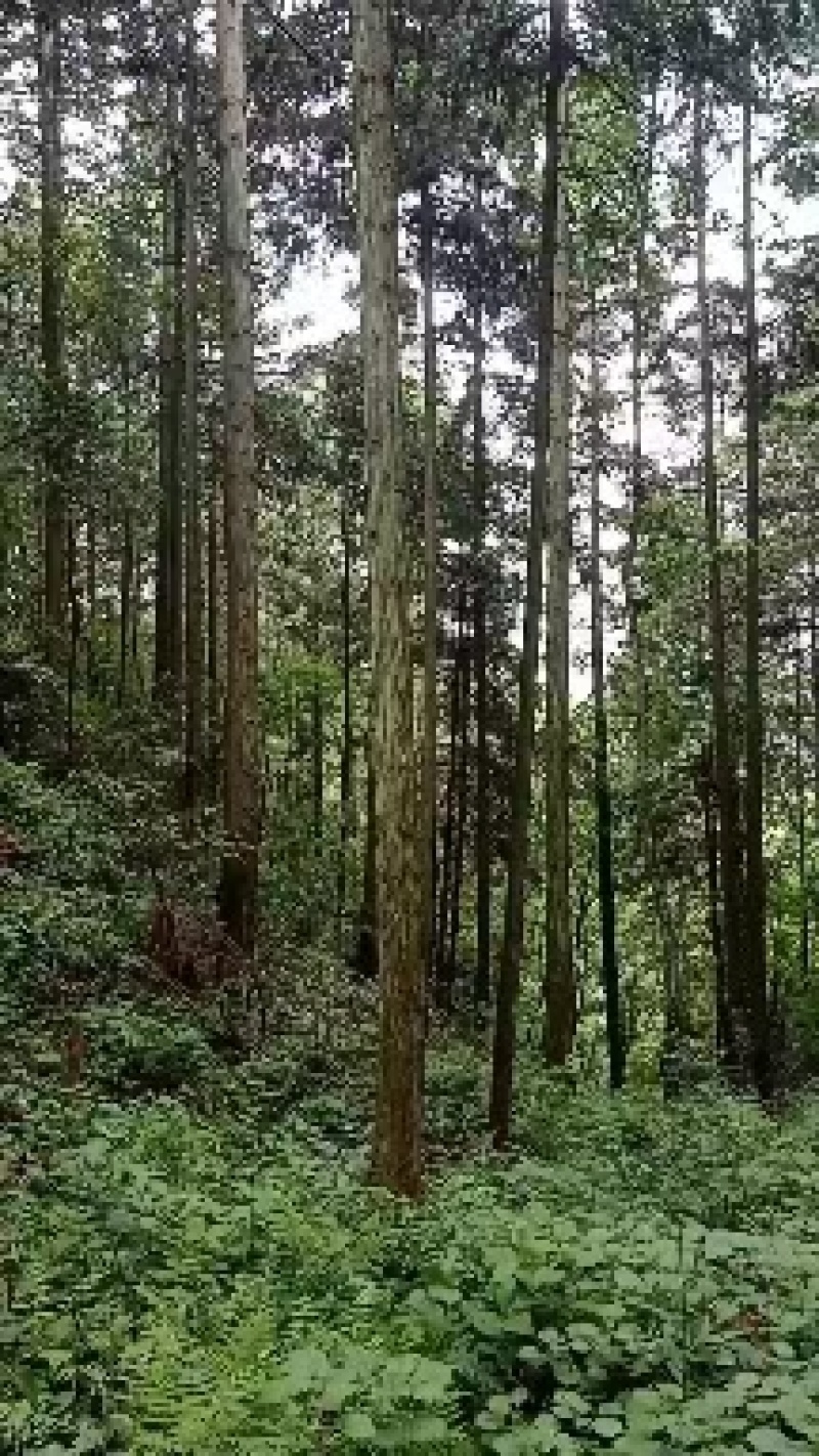 大量杉木现货