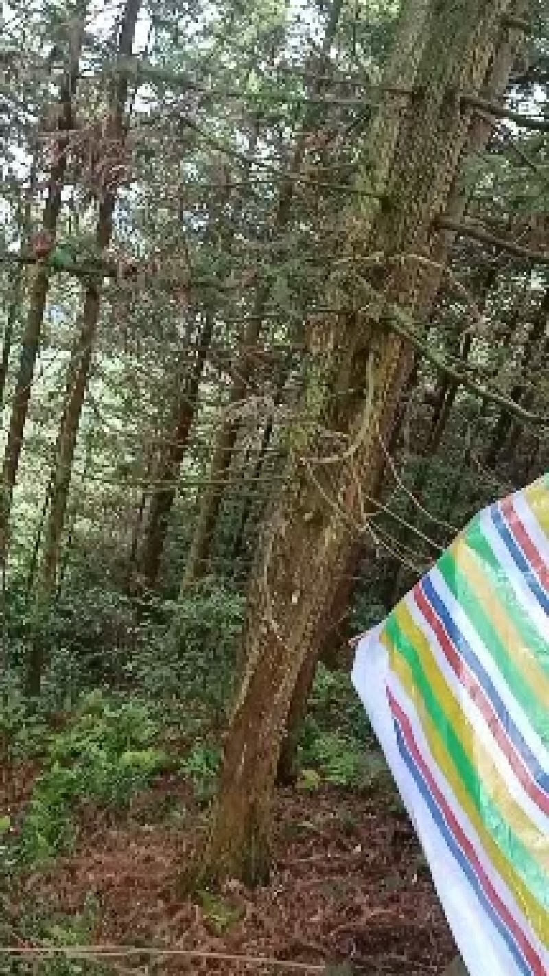 大量杉木现货