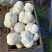 食用菌，蘑菇新鲜，猴头菇，新鲜蘑菇，基地直发，质量保证