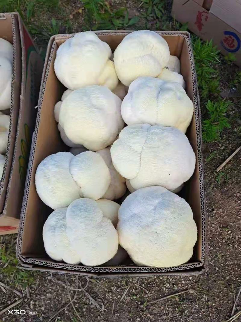 食用菌，蘑菇新鲜，猴头菇，新鲜蘑菇，基地直发，质量保证