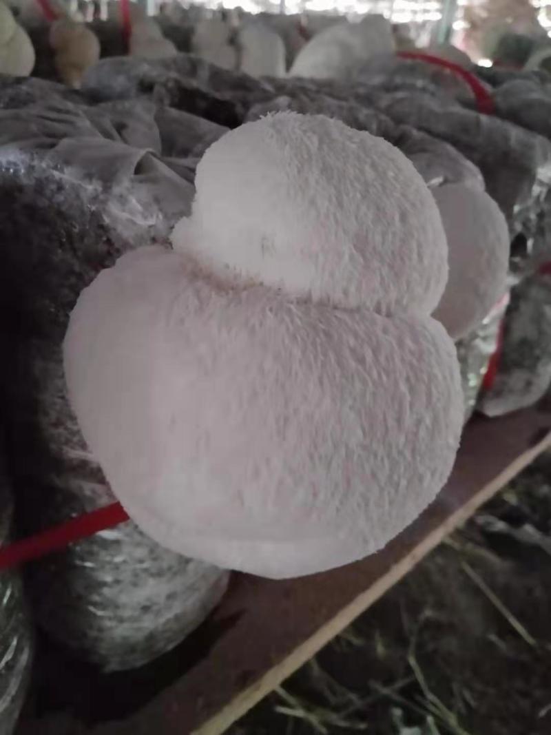 食用菌，蘑菇新鲜，猴头菇，新鲜蘑菇，基地直发，质量保证