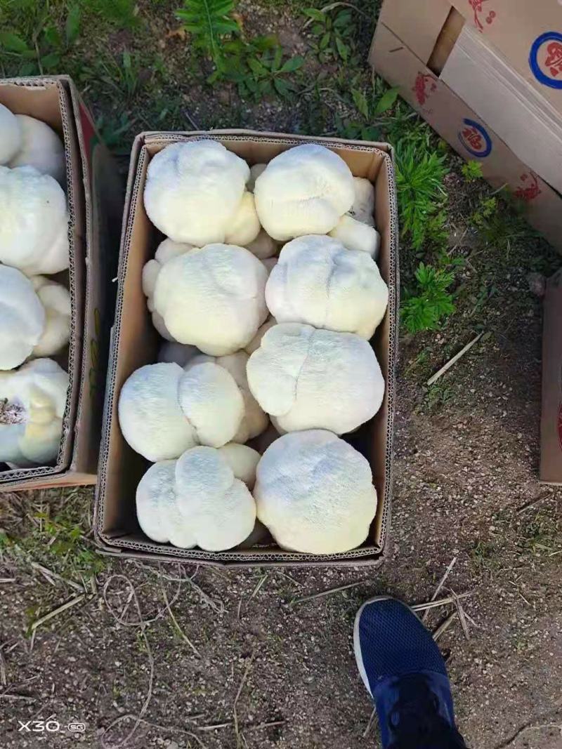 食用菌，蘑菇新鲜，猴头菇，新鲜蘑菇，基地直发，质量保证