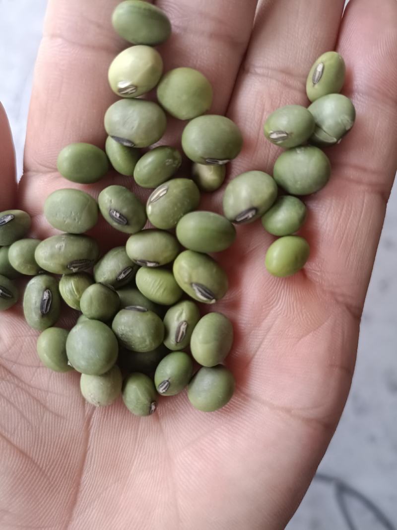 双青豆！大青豆！小青豆，炒菜泡菜都可以！