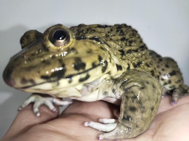 田鸡泰蛙各种规格都有养殖蛙两证齐欢迎咨询