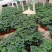 180盆幸福树种植基地高50～60cm幸福树批发价格
