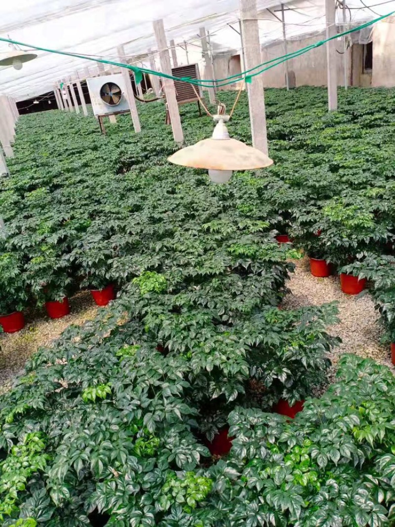 180盆幸福树种植基地高50～60cm幸福树批发价格