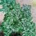 180盆幸福树种植基地高50～60cm幸福树批发价格