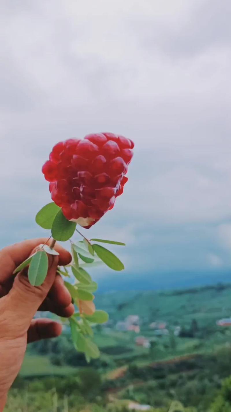 大凉山会理软籽石榴，果园基地直发，质量保证