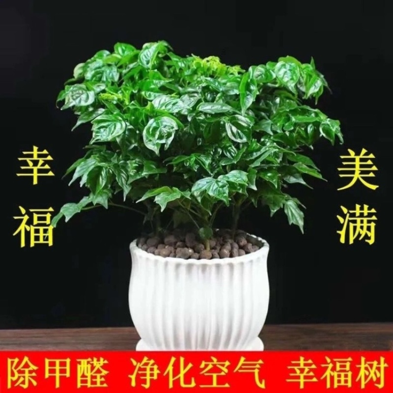180盆幸福树种植基地高50～60cm幸福树批发价格