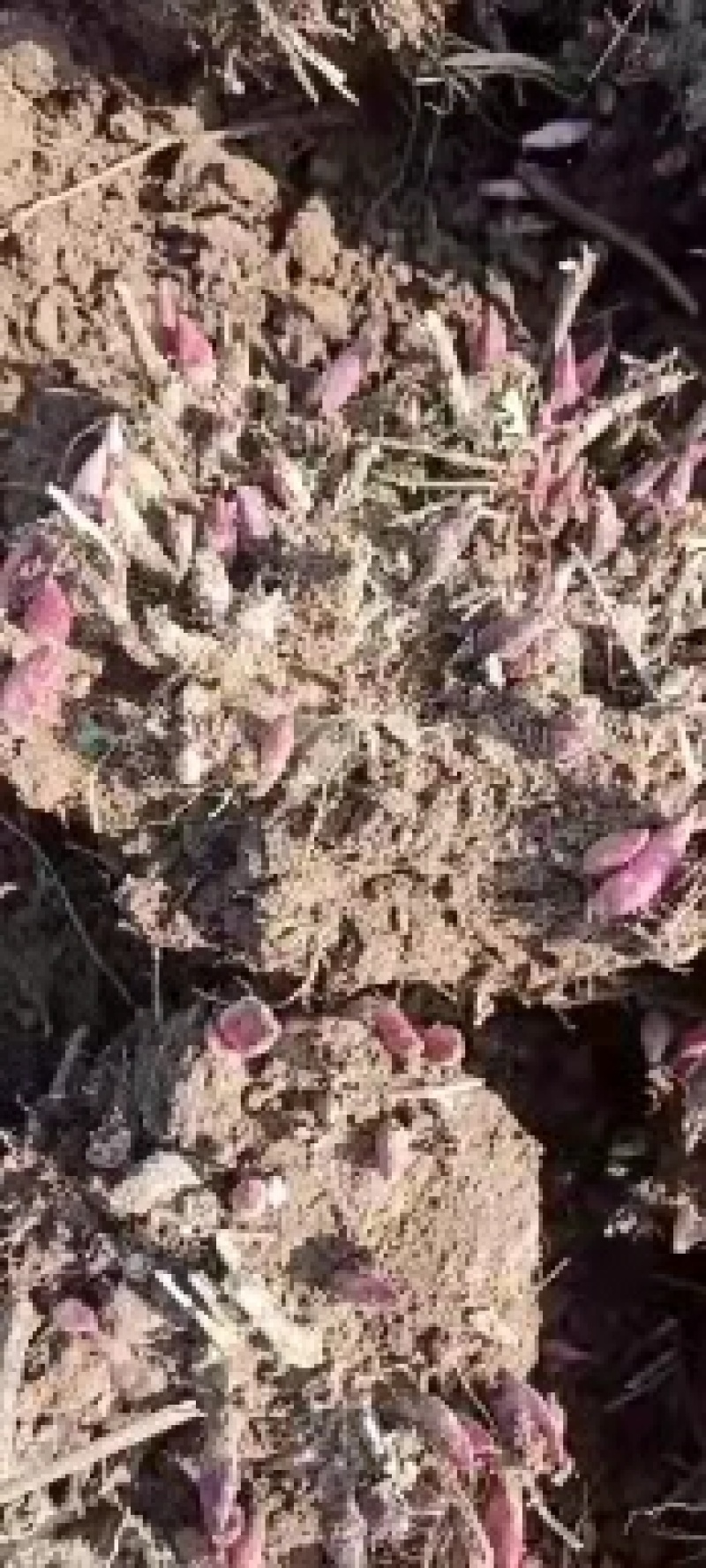 白芍芽子白芍种苗白芍苗大量供应一手货源基地直发