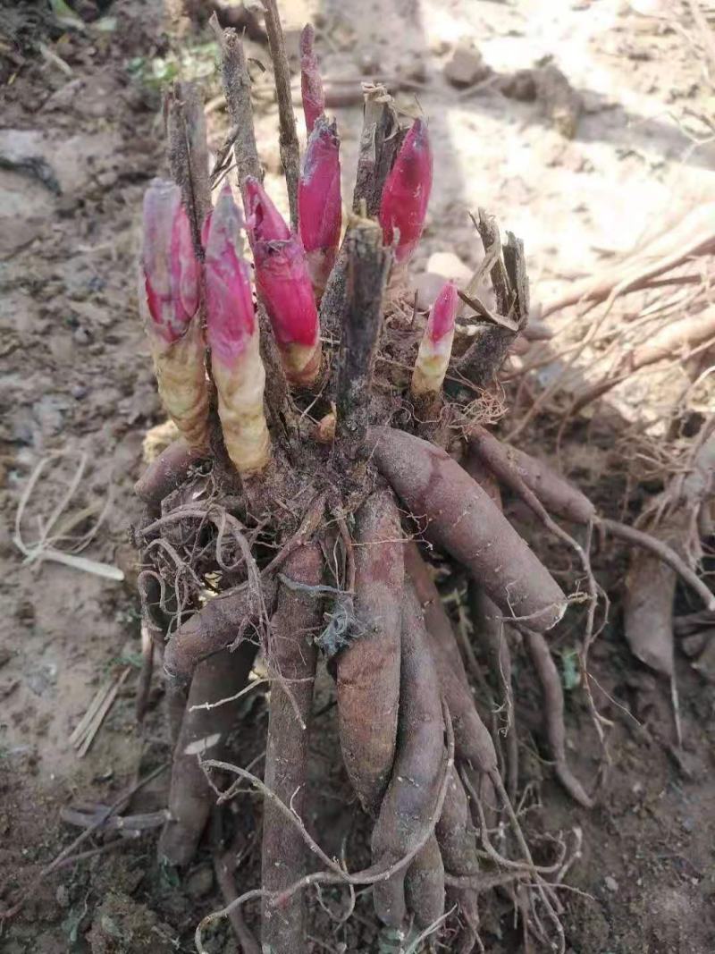 白芍芽子白芍种苗白芍苗大量供应一手货源基地直发