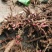 白芍芽子白芍种苗白芍苗大量供应一手货源基地直发