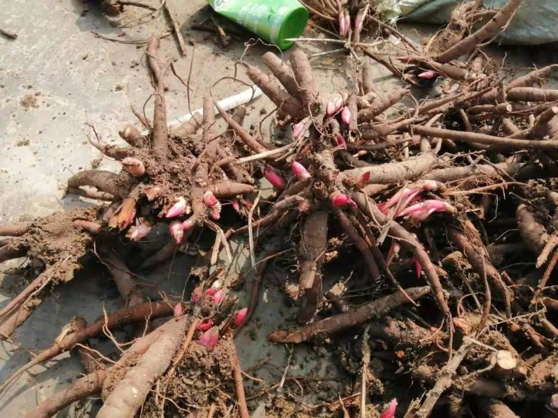 白芍芽子白芍种苗白芍苗大量供应一手货源基地直发