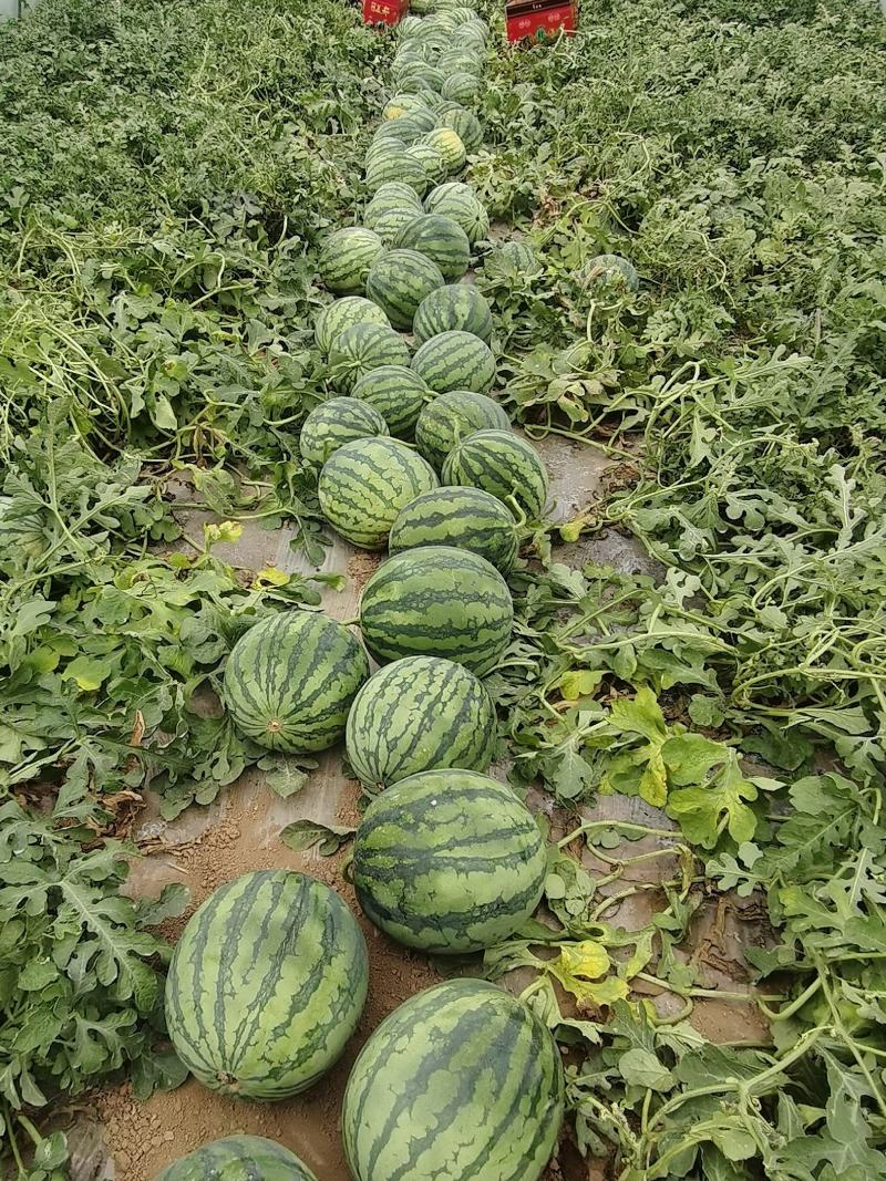 云南西瓜高品质万亩精品美都西瓜产地直供大量上市