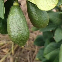 海南广东无籽柠檬香水柠檬子弹头柠檬，柠檬一件代发，基地货