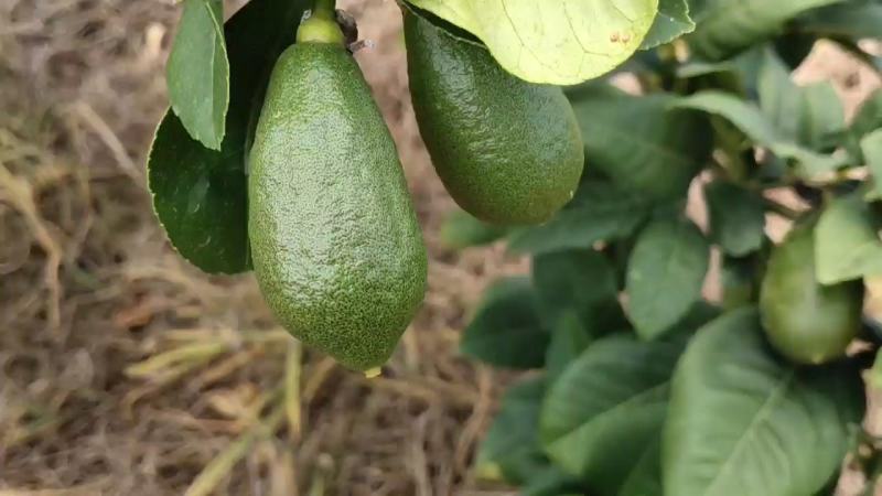 海南广东无籽柠檬香水柠檬子弹头柠檬种植基地，对接市场