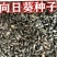 向日葵种子食用油葵花种籽子阳台庭院切花盆栽景观花海花种籽