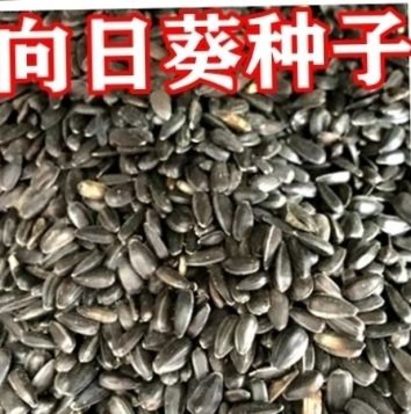 向日葵种子食用油葵花种籽子阳台庭院切花盆栽景观花海花种籽