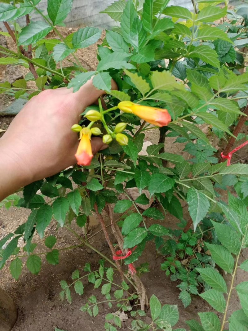 凌霄藤本凌霄爬藤植物易活凌霄苗抗寒耐旱品种凌霄树花批发