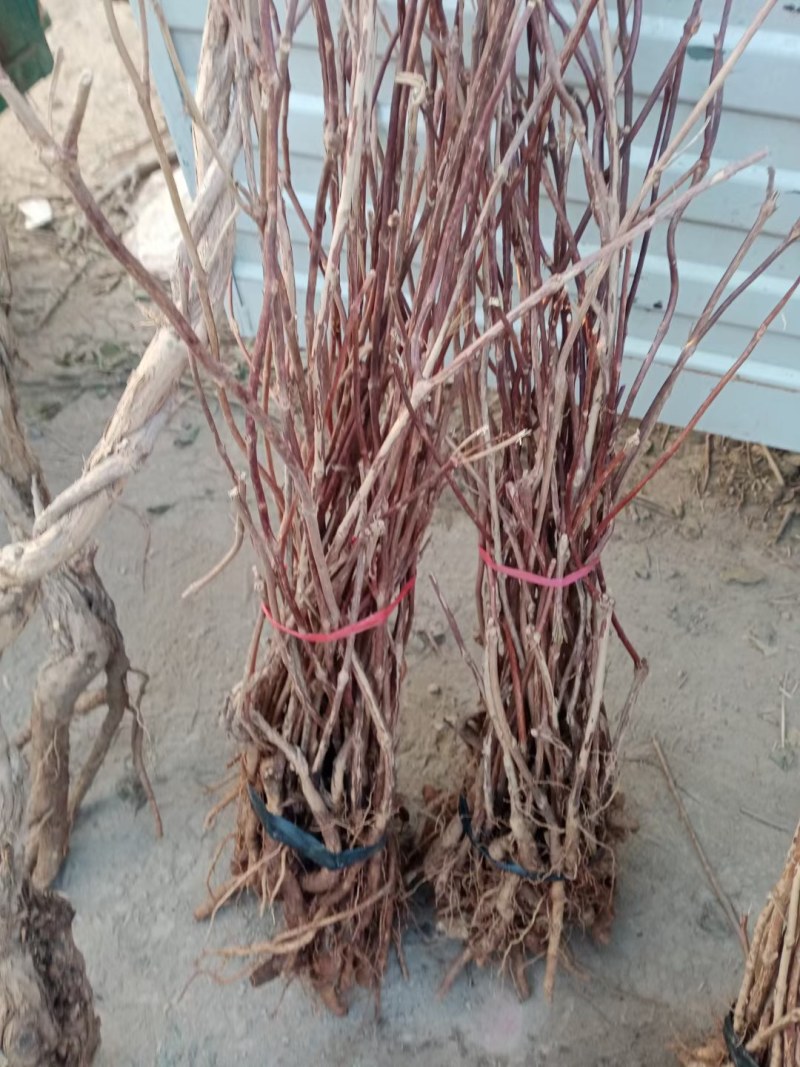 凌霄藤本凌霄爬藤植物易活凌霄苗抗寒耐旱品种凌霄树花批发