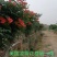 凌霄藤本凌霄爬藤植物易活凌霄苗抗寒耐旱品种凌霄树花批发