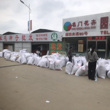 盐蒿披碱草老芒麦种子什么价格