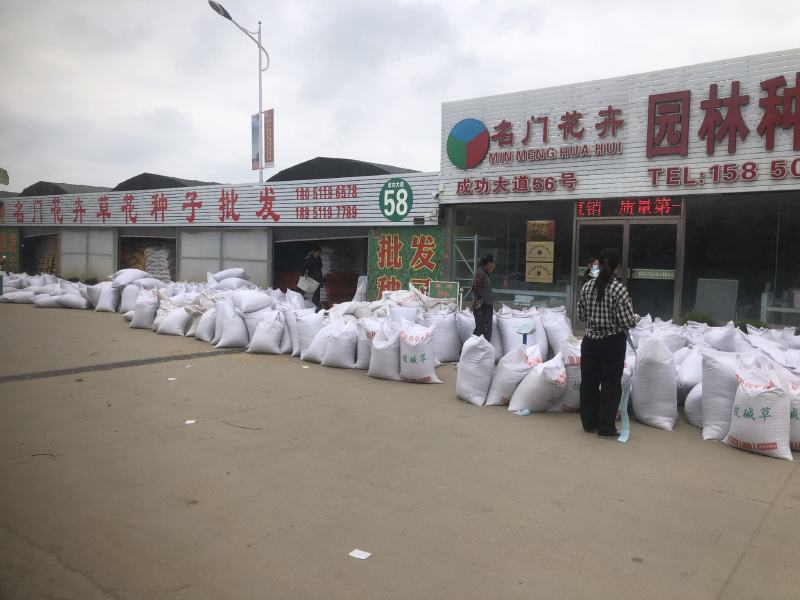 盐蒿披碱草老芒麦种子什么价格