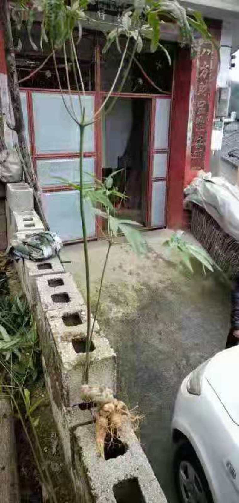 竹节参成品大量质量保证