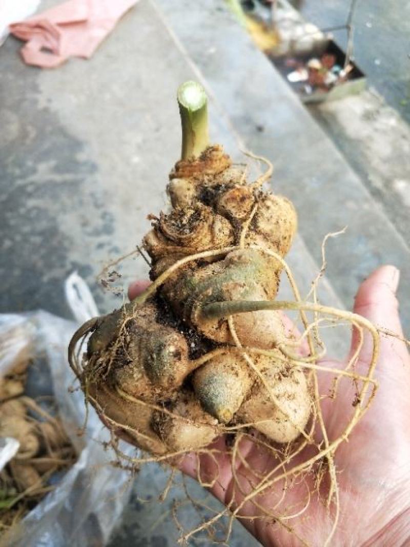 竹节参成品大量质量保证