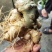 竹节参成品大量质量保证