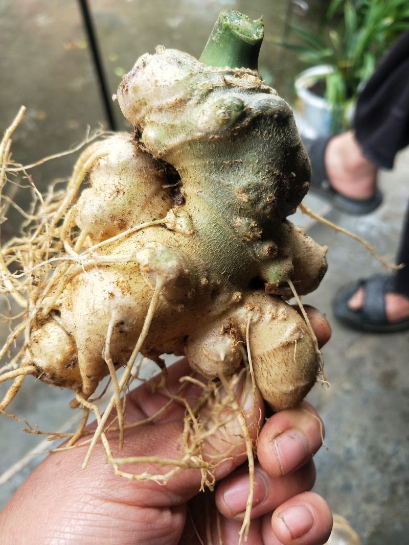 竹节参成品大量质量保证