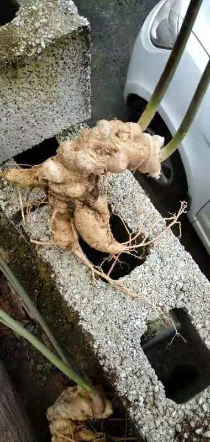 竹节参成品大量质量保证