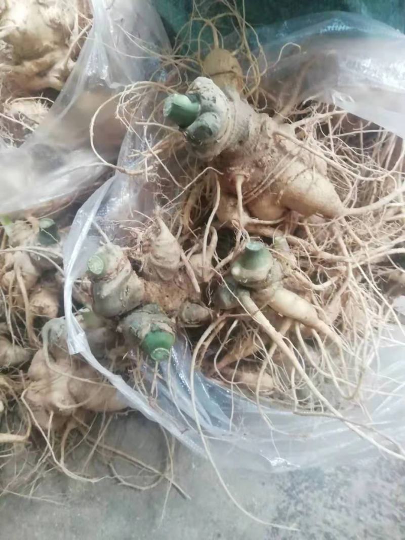 竹节参成品大量质量保证