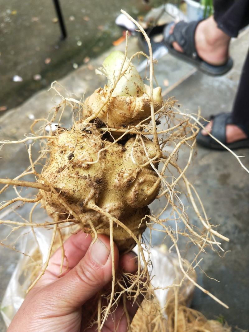 竹节参成品大量质量保证