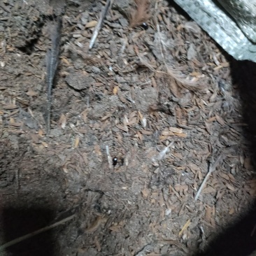 基地直供，鸡粪。稻壳鸡粪，谷壳麻鸡粪，货源稳定，常年有货