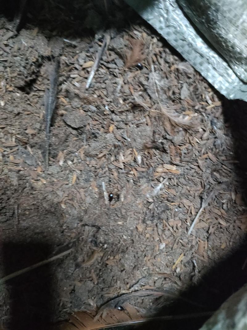 基地直供，鸡粪。稻壳鸡粪，谷壳麻鸡粪，货源稳定，常年有货