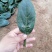 丰胜一号菠菜种子进口丹麦品种，杂交一代圆叶产量品种种子