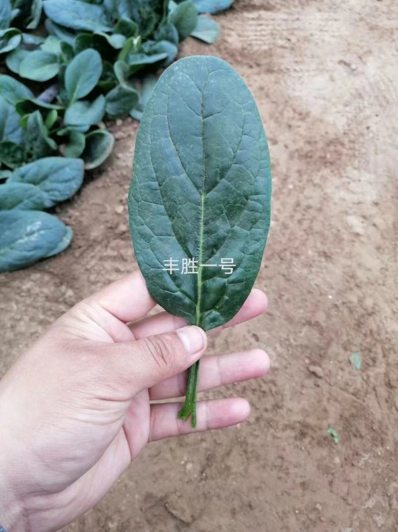 丰胜一号菠菜种子进口丹麦品种，杂交一代圆叶产量品种种子