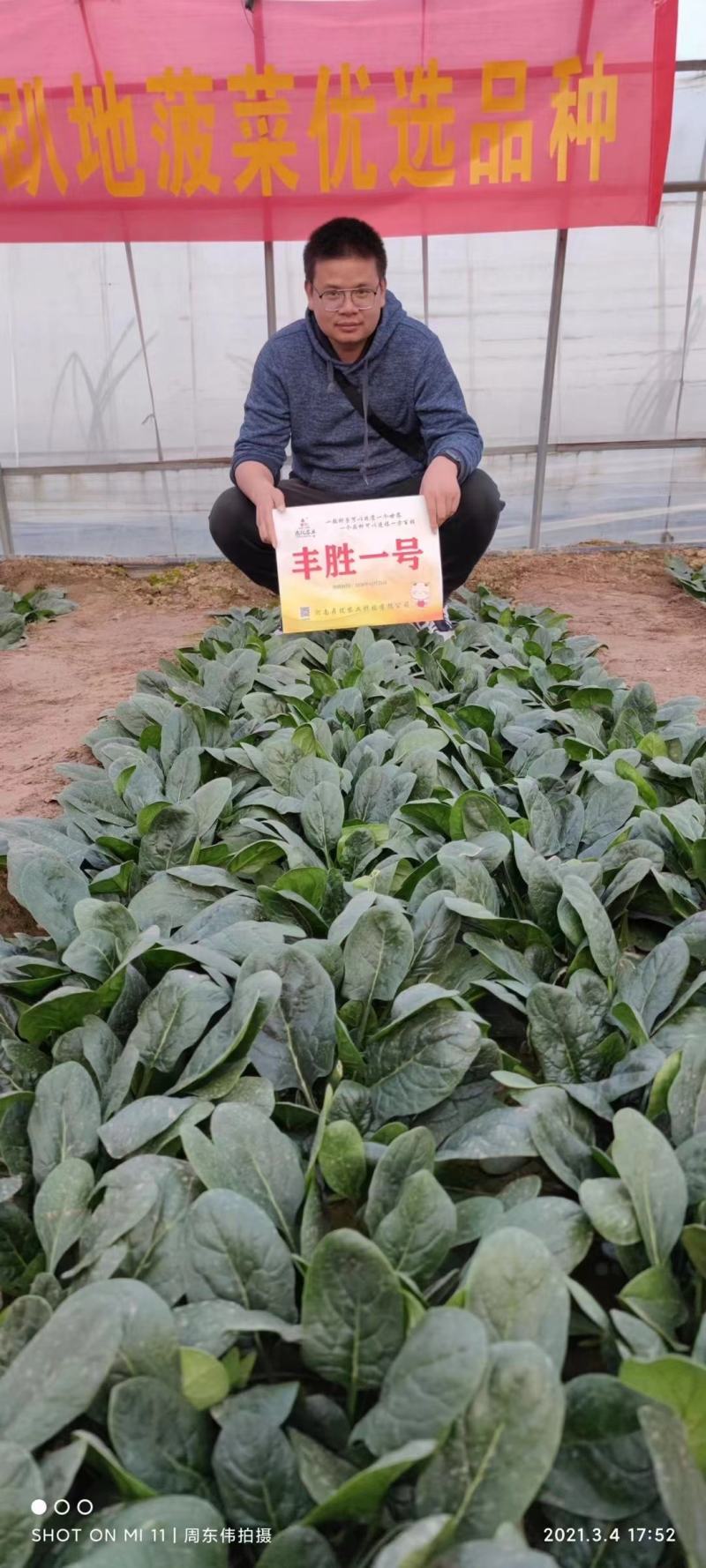 丰胜一号菠菜种子进口丹麦品种，杂交一代圆叶产量品种种子
