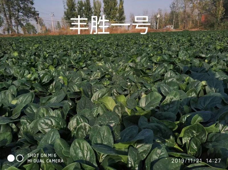 丰胜一号菠菜种子进口丹麦品种，杂交一代圆叶产量品种种子