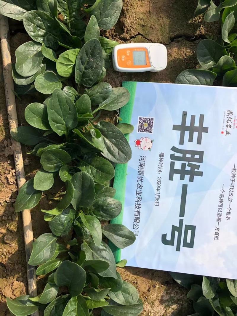 丰胜一号菠菜种子进口丹麦品种，杂交一代圆叶产量品种种子