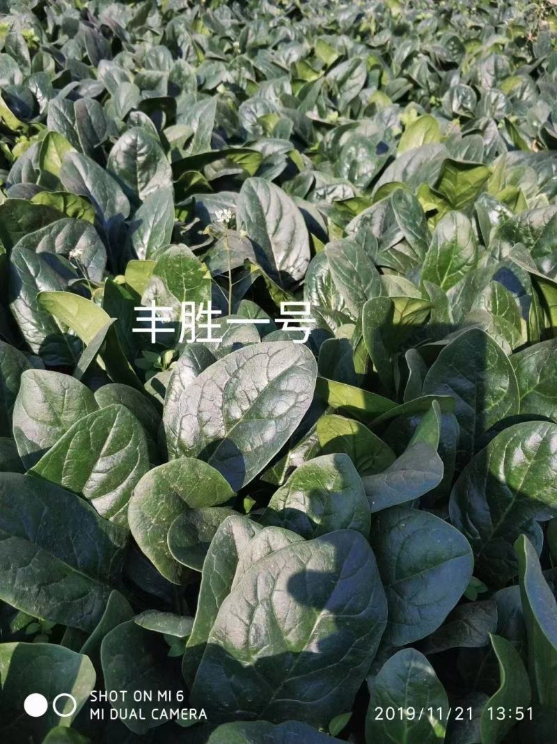 丰胜一号菠菜种子进口丹麦品种，杂交一代圆叶产量品种种子
