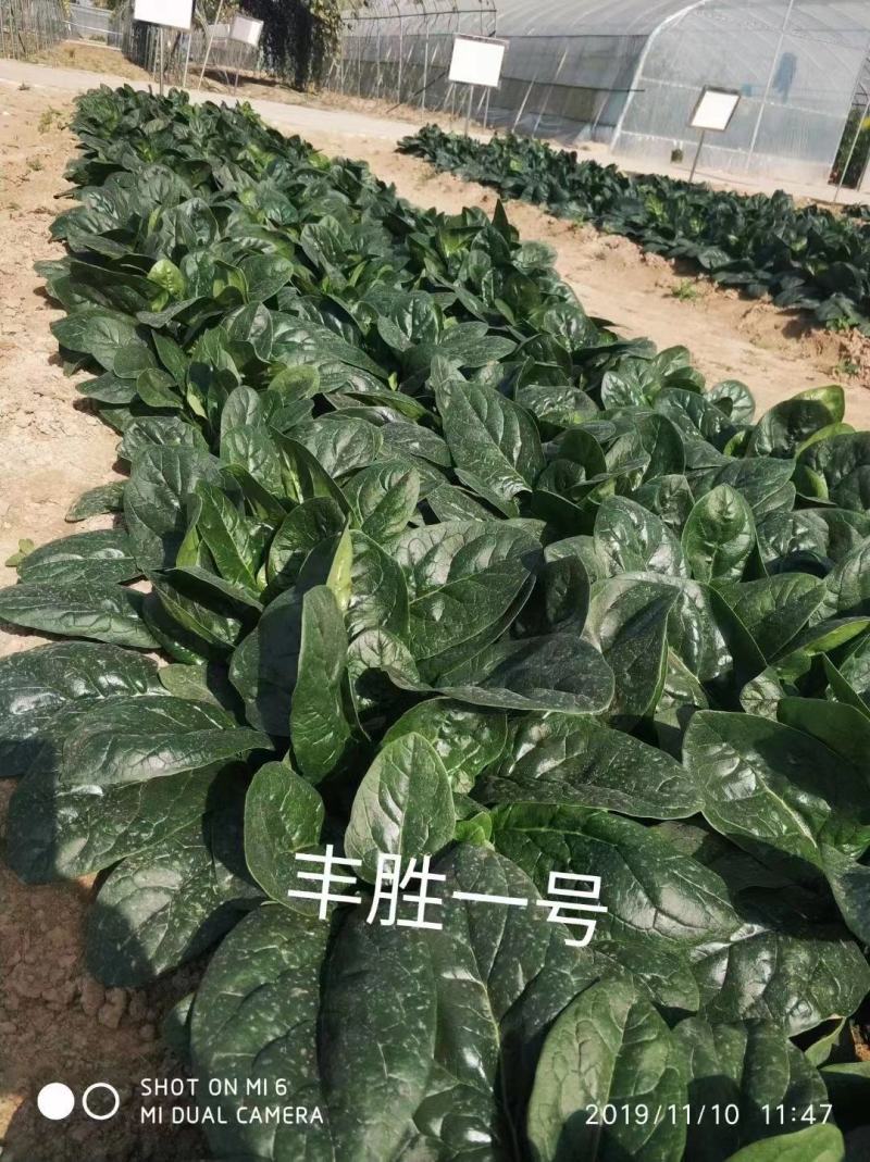 丰胜一号菠菜种子进口丹麦品种，杂交一代圆叶产量品种种子
