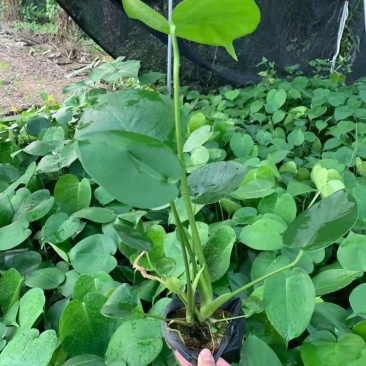 龟背竹、蓬莱蕉、铁丝兰、穿孔喜林芋大量供应欢迎咨询