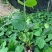 龟背竹、蓬莱蕉、铁丝兰、穿孔喜林芋大量供应欢迎咨询