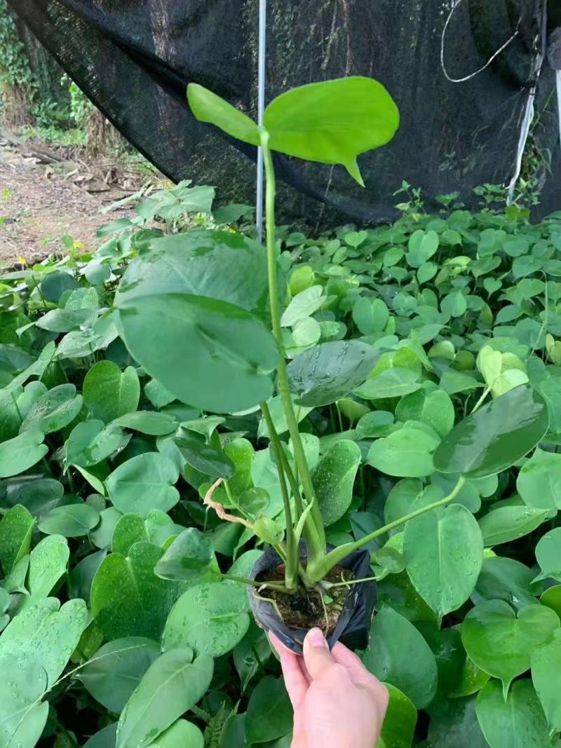 龟背竹、蓬莱蕉、铁丝兰、穿孔喜林芋大量供应欢迎咨询